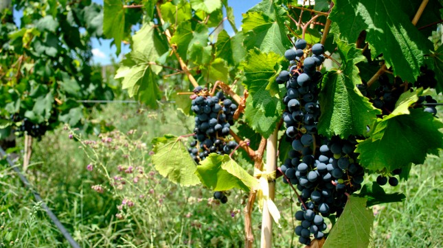 Chubut proyecta el desarrollo de la Ruta del Vino 