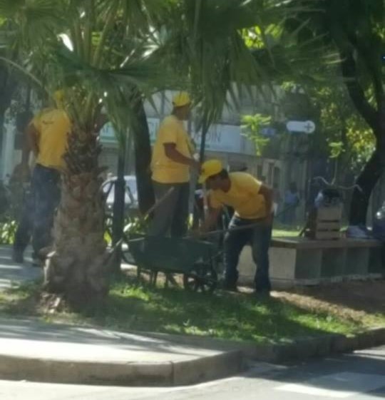 El municipio instala plantines en Boulevard Gálvez