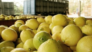 Durante el 2016 las exportaciones crecieron un 14%