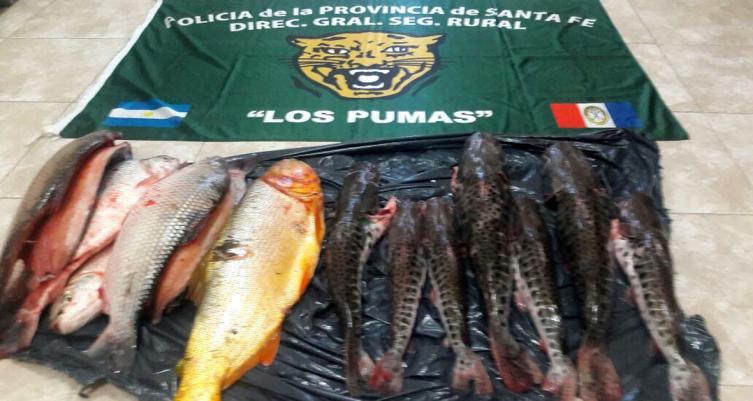 Los Pumas de la Policía de Santa Fe:  Secuestraron 1197 pescados depredados 
