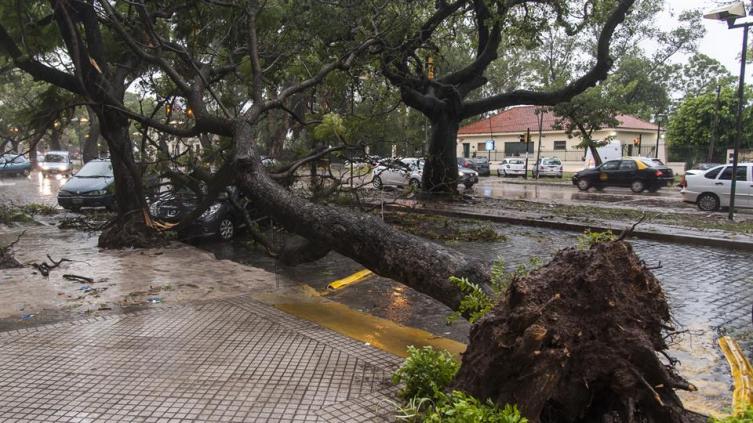 El temporal dejó 80 mm y árboles caídos
