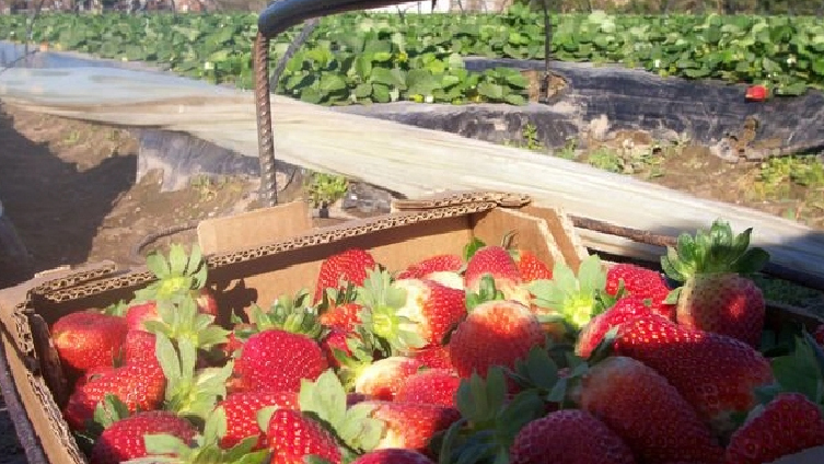 Peligran puestos de trabajo por el traslado de Agrana Fruit