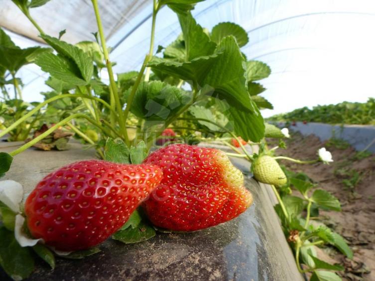 Malestar por el traslado de Agrana Fruit