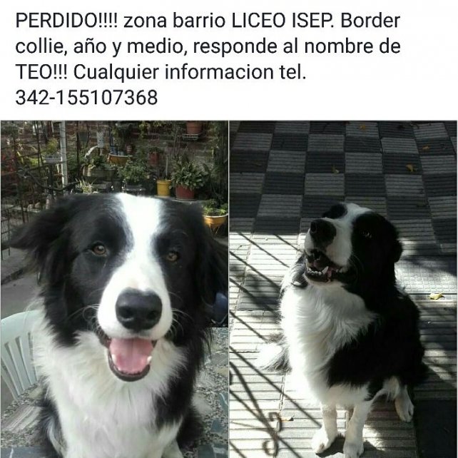 Apareció Teo: el perro que se preparaba para ser rescatista