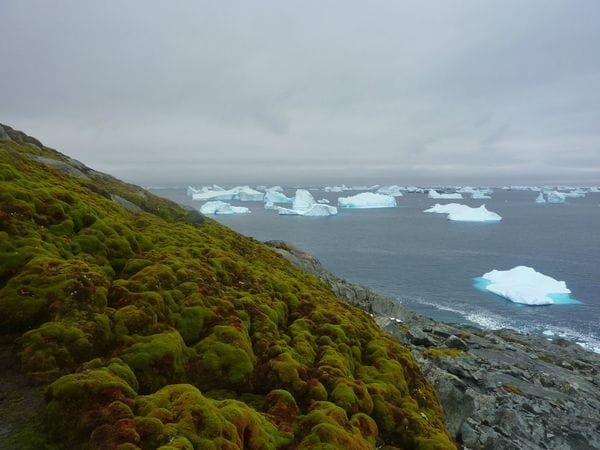 Por el calentamiento global, el verde llegó a la Antártida