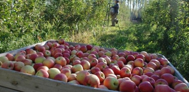 Empresa en crisis ofrece pagar con manzanas y tractores