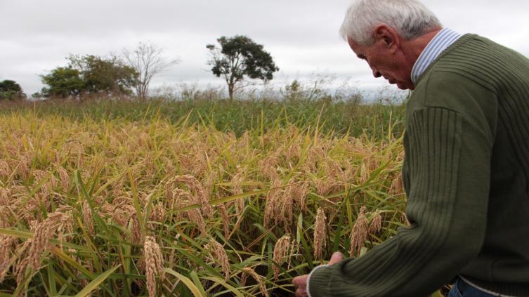 La provincia busca fortalecer la producción arrocera