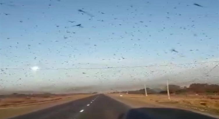 Alerta por ataque de langostas en Santa Fe