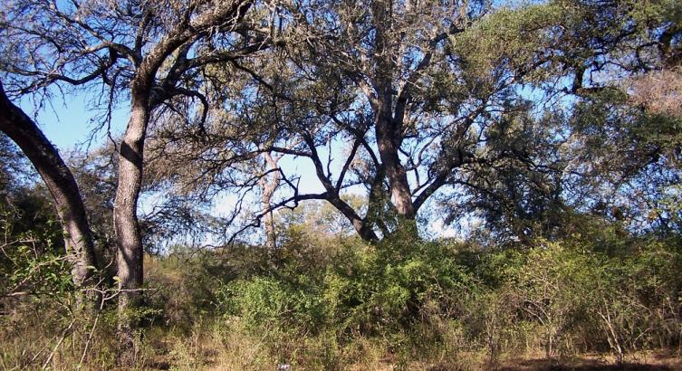 Asisten a productores en el aprovechamiento sustentable de bosques nativos
