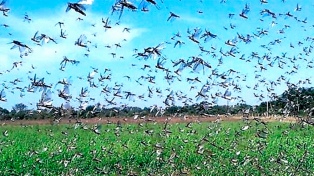 Chaco: Fumigaron 1.500 hectáreas ante la presencia de langostas