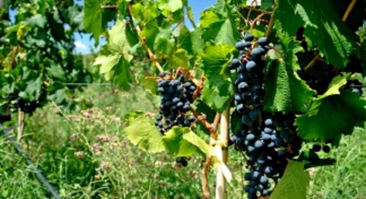 Desarrollos tecnológicos para difundir los vinos argentinos en el mundo