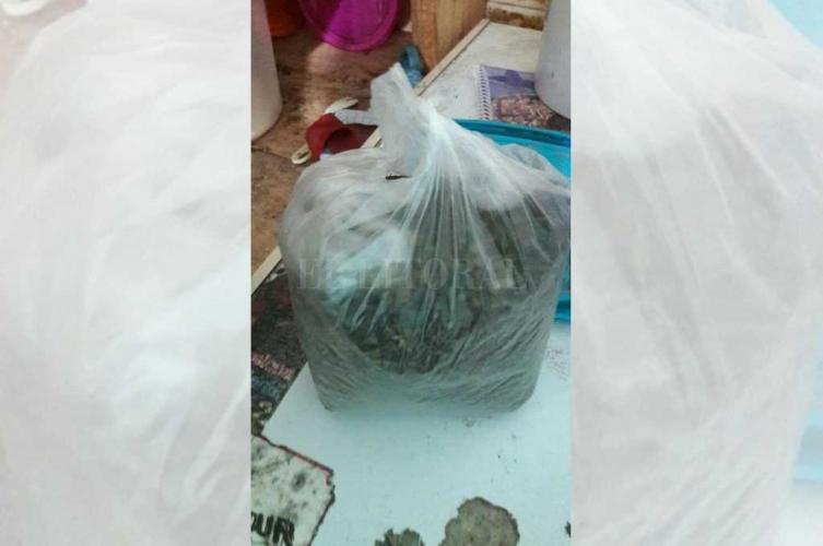 Secuestraron más de 20 plantines y marihuana fraccionada