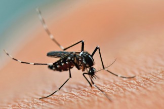 La capital de Misiones declara alerta preventiva ante el dengue