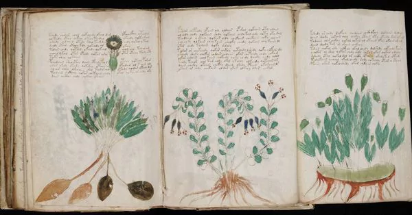 Qué dice el manuscrito Voynich, el libro que nadie pudo leer