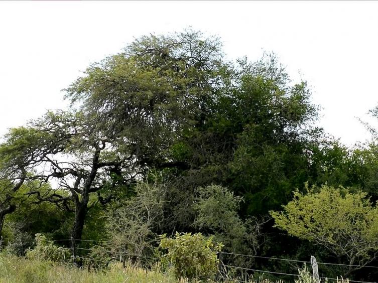 Santa Fe perdió el 82% de sus bosques nativos