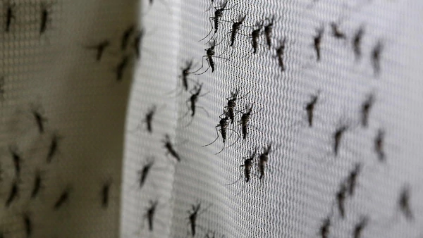 Un cóctel de anticuerpos, la nueva esperanza contra el zika