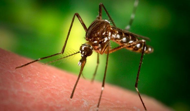 Esta es la guía definitiva para terminar con el mosquito que te amarga la noche