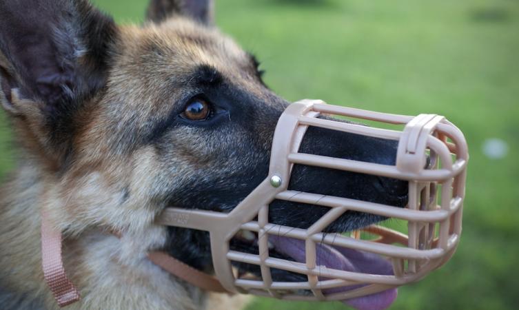 Quieren regular la tenencia de perros 