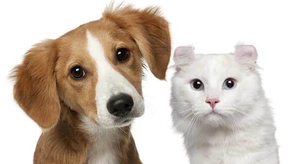 Mitos y verdades del cuidado y del correcto aseo de las mascotas