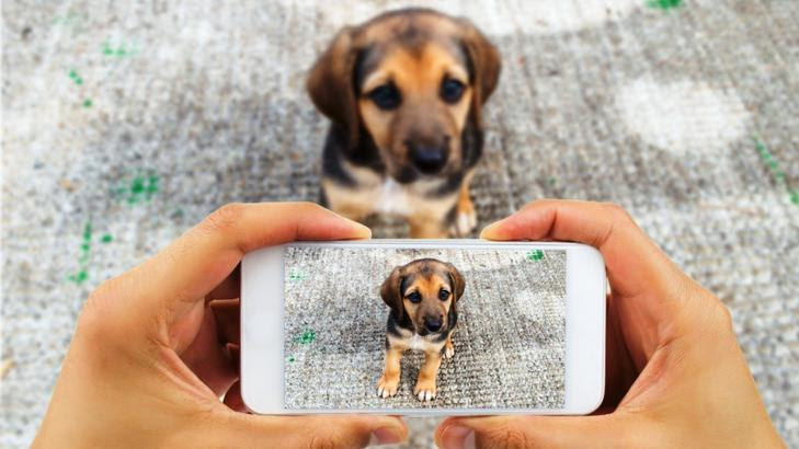 Aplicación para pérdida o hallazgo de mascotas