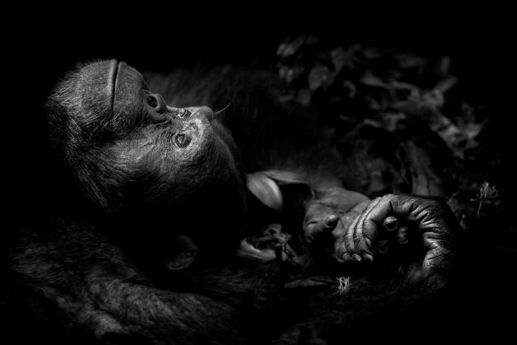 10 - Contemplación por Peter Delaney, Irlanda / Sudáfrica.