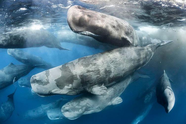 14 - Giant Gathering por Tony Wu, EE. UU.