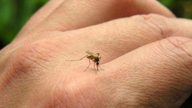 Estámos en la época que prolifera el Dengue, ¿Estás preparado?