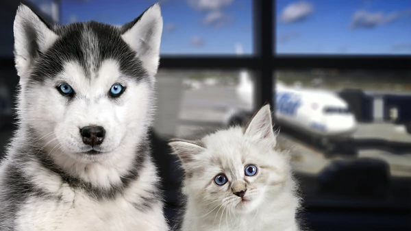 Qué hay que tener en cuenta para viajar con una mascota en avión