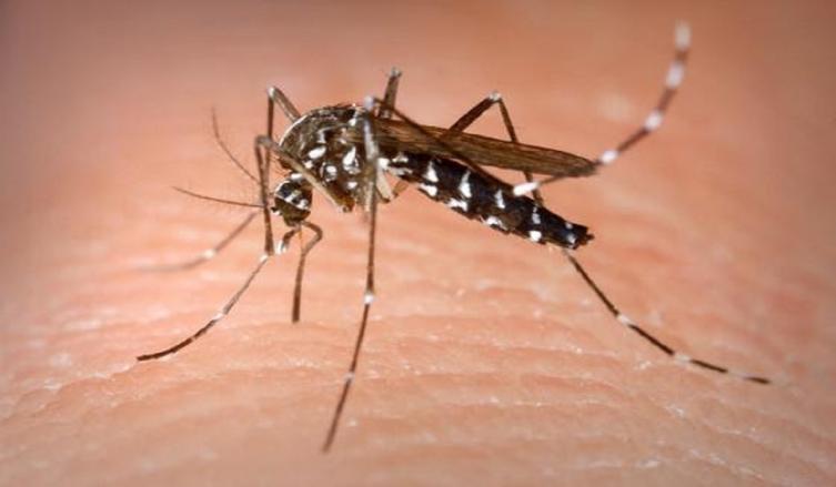 Cómo prevenir y qué recaudos tomar frente al dengue, zika y chikungunya 