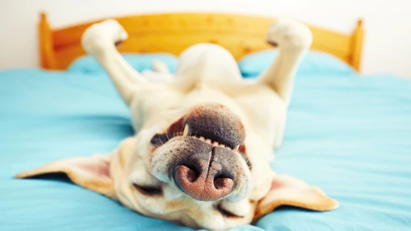 Los verdaderos beneficios de los que eligen dormir con mascotas