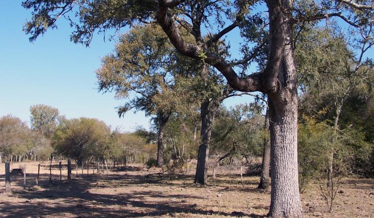 Aprovechamiento sustentable de bosques nativos 