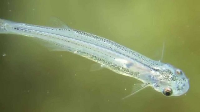 Desmienten la presencia de peces “vampiro”