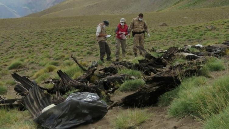 Confirman que los 34 cóndores muertos en Mendoza fueron envenenados