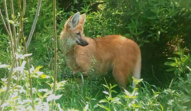 Liberarán un Aguará Guazú rehabilitado en La Granja La Esmeralda