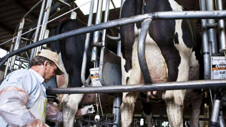 Productores lácteos enviaron una carta a Macri