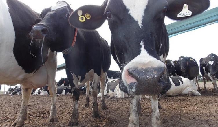  Leche de calidad, mejor paga, para helados más proteicos