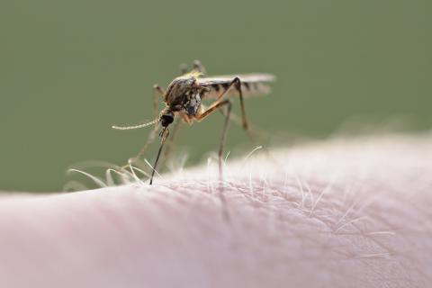 Confirmaron tres casos de dengue en ciudad de Córdoba