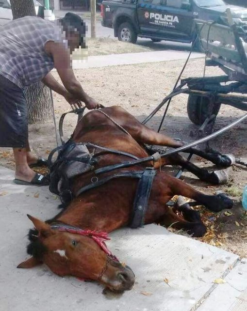 Policía Comunitaria rescató a un caballo maltratado