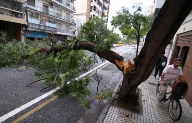 Voladura de techos y árboles caídos, el saldo de la tormenta