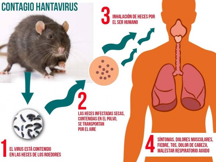 Una docente murió por hantavirus en Salta y ya son cinco las víctimas fatales