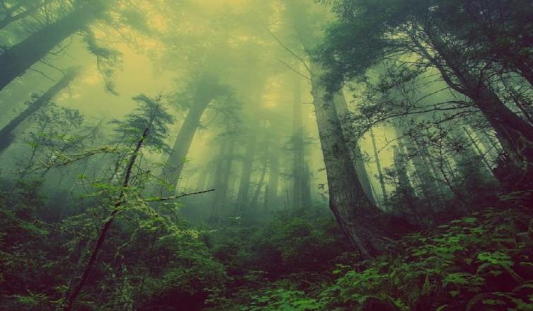 Estos son los últimos bosques vírgenes de Europa