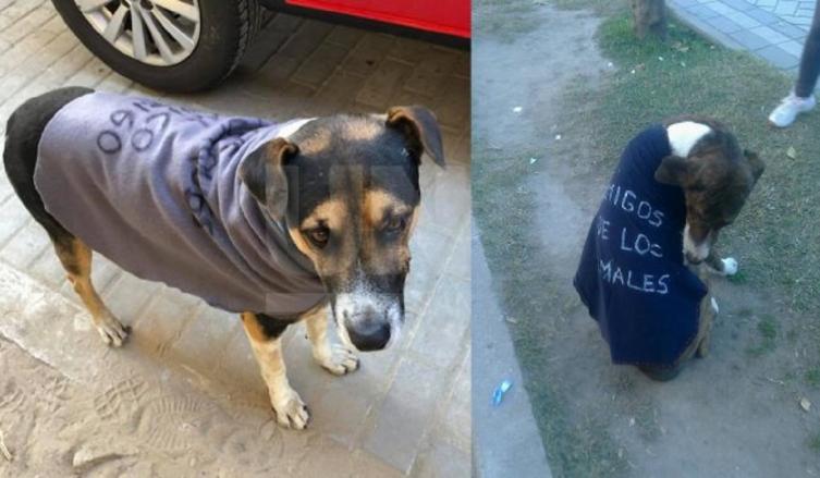Campaña para abrigar a los perros de la calle 