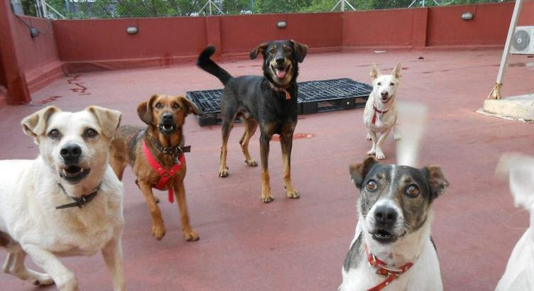 Crearán un registro de guarderías de animales de compañía