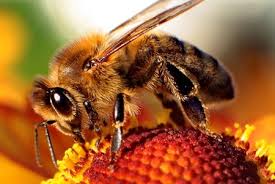 Por qué se están muriendo las abejas en la Argentina (y en el mundo)