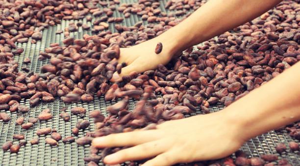 Científicos hallaron el verdadero nacimiento del chocolate