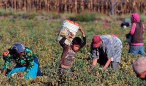 ONU: Volvió a aumentar la pobreza en zonas rurales de Latinoamérica
