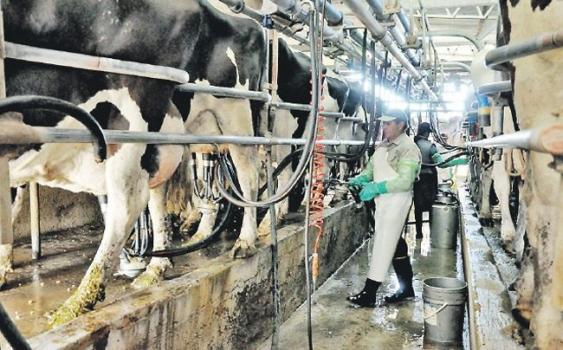 Este año se duplicó el cierre de tambos en Santa Fe