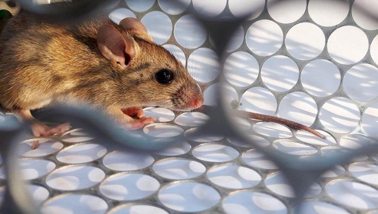 Salud confirmó un caso de Hantavirus en Esperanza
