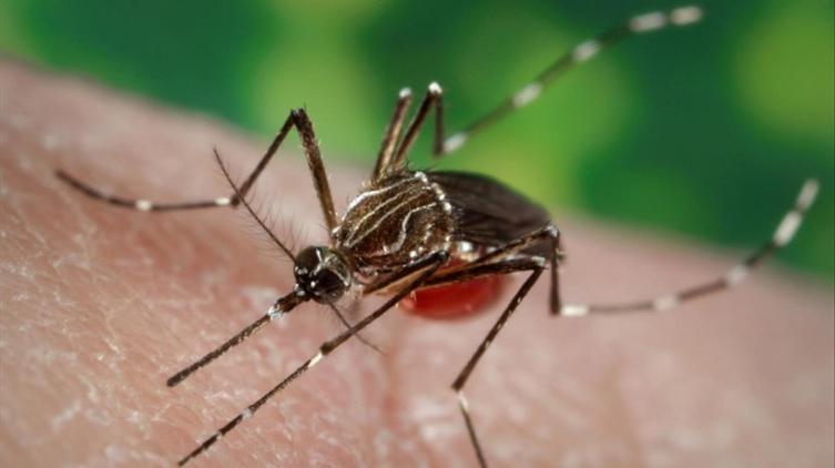 Son 11 los casos de dengue en la ciudad de Santa Fe