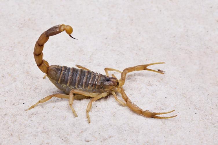 Temporada de alacranes: ¿cómo cuidarnos?